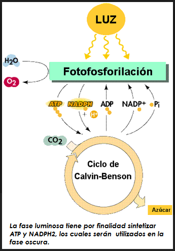 fase luminosa de la fotosintesis